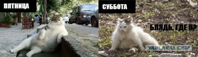 Где я вчера пил и с кем, а главное, почему я кот?