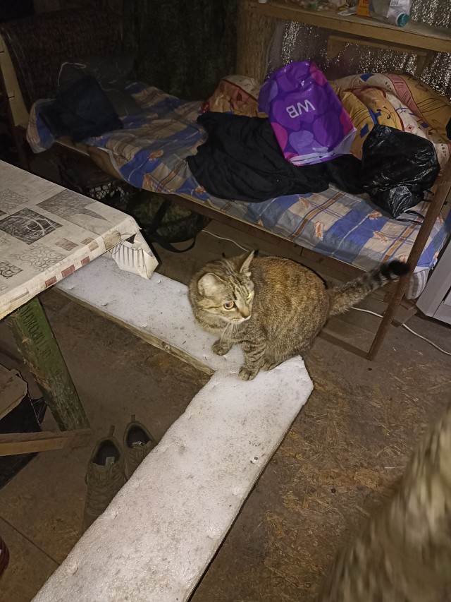 Котики и пёсики.