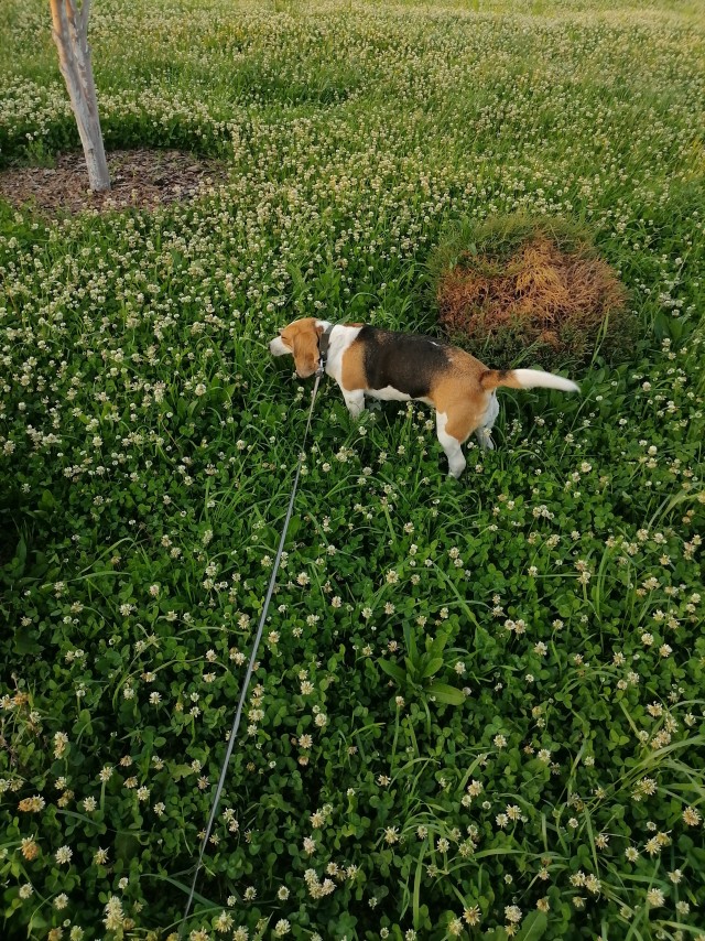 Почти чеврег!