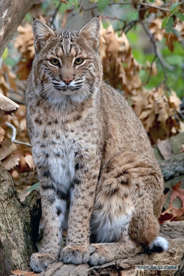 Кот и рысь