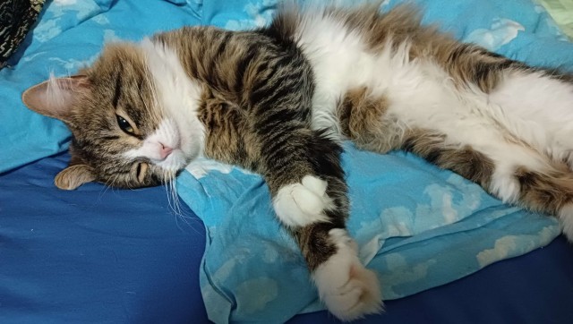 Литболталка