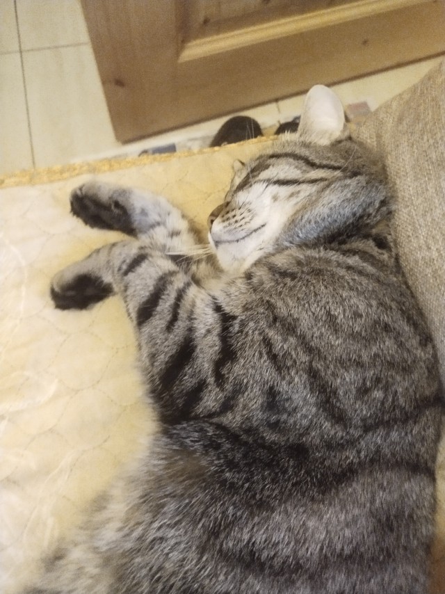 Котовторнику да