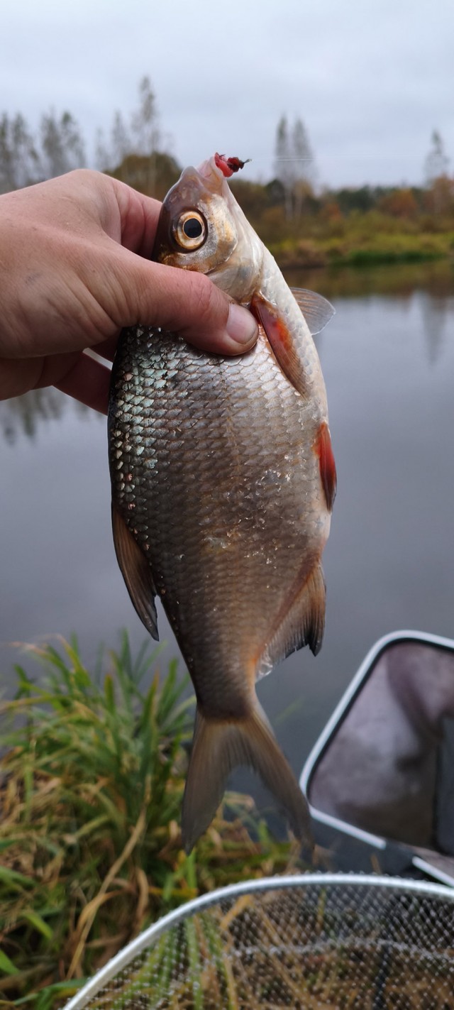 Рыбалка на реке Березина. Беларусь