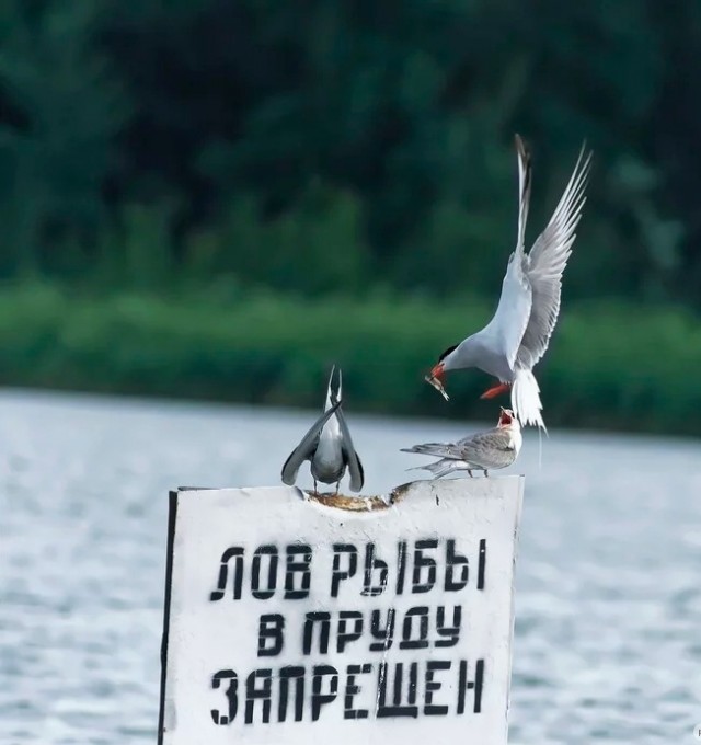 Рыбный филин