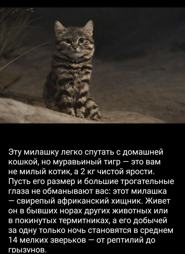 Так себе картинки 08.02.26