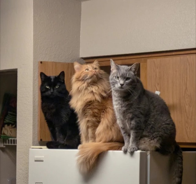 Рандомных фото котов тред