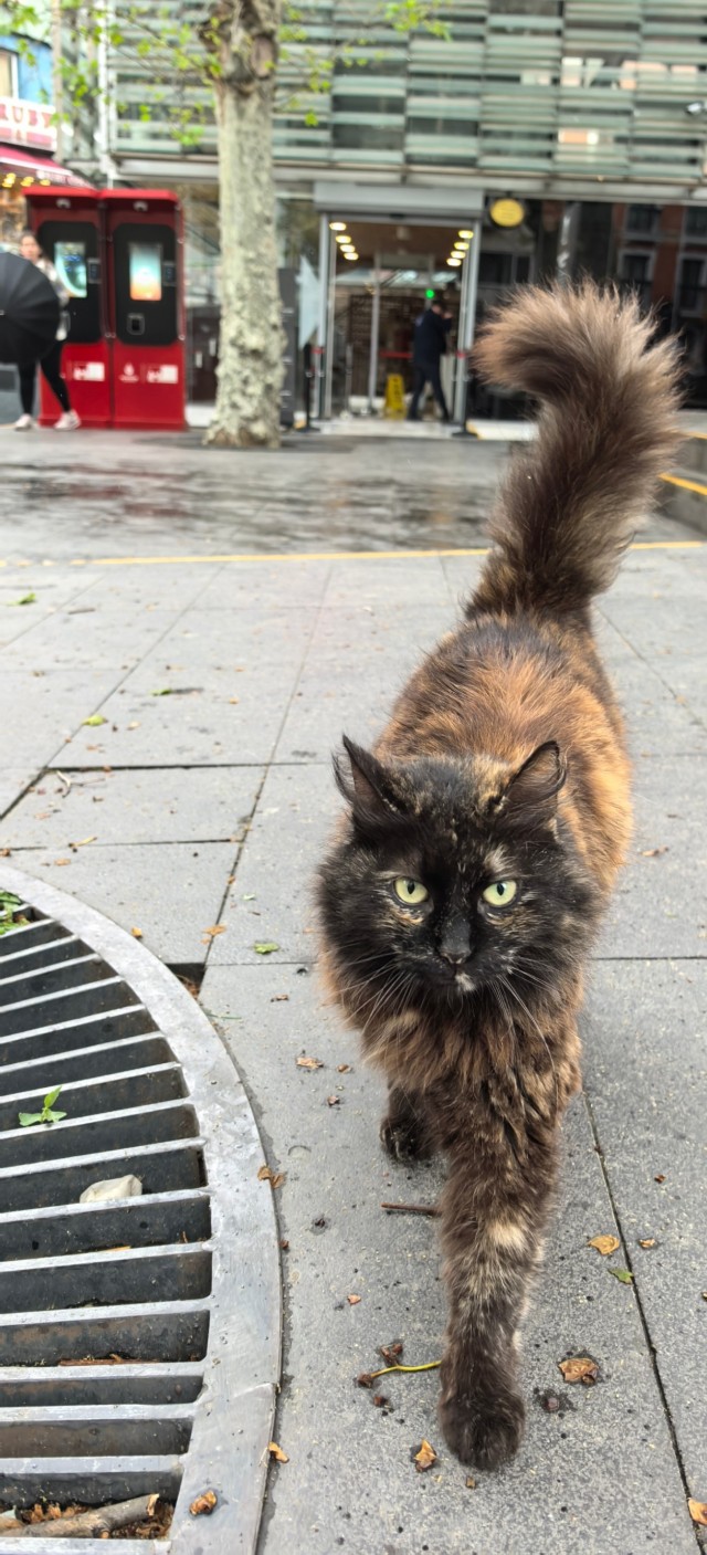 Уличные кошки Стамбула