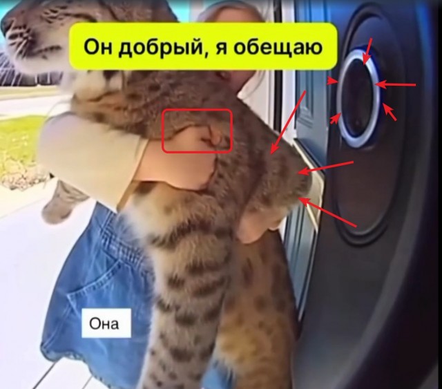 Охота пошла не по плану