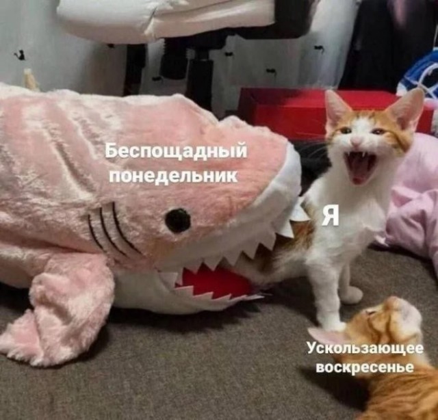 Веселые картинки в маленькую пятницу (15.07)