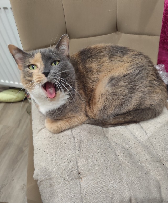 К-котовторник