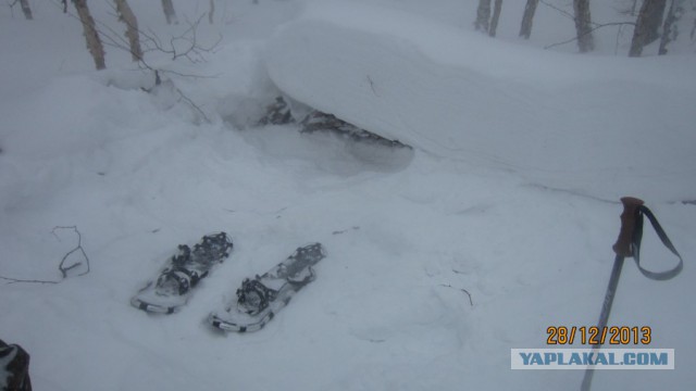 Пурговое