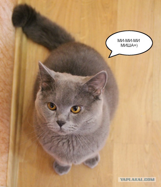 Котовторник 01.04.2014