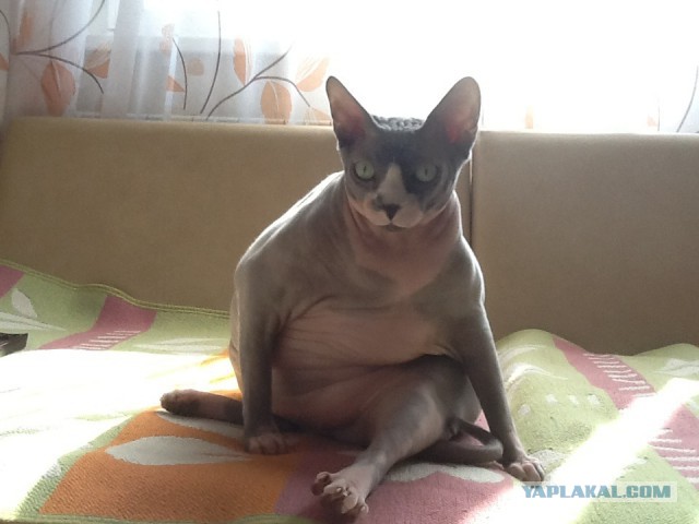 Просто жирный кот.