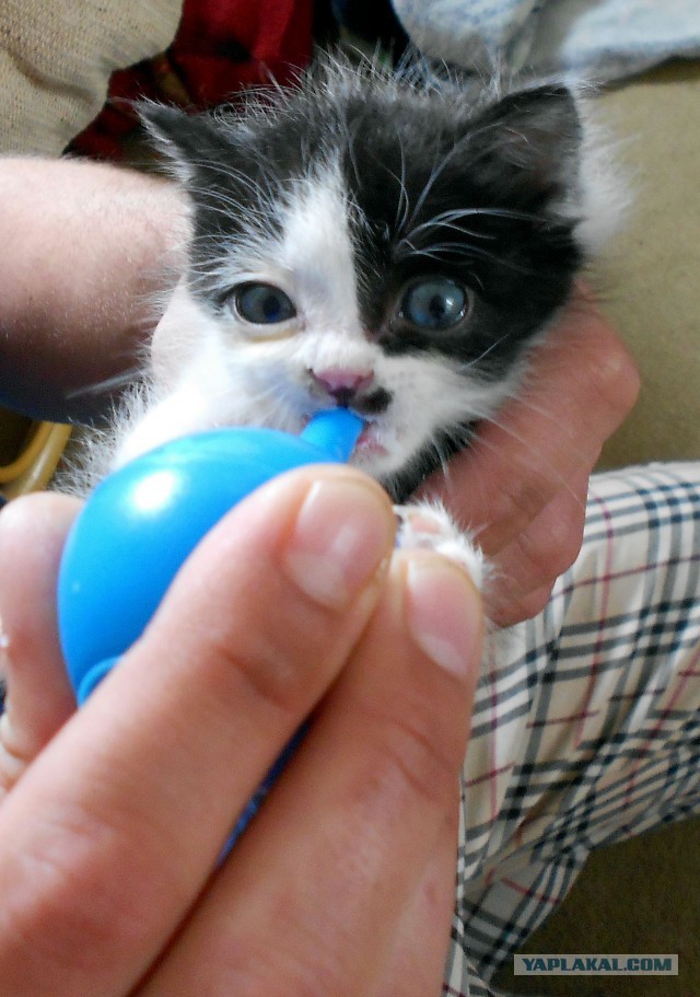 С Котовторником!