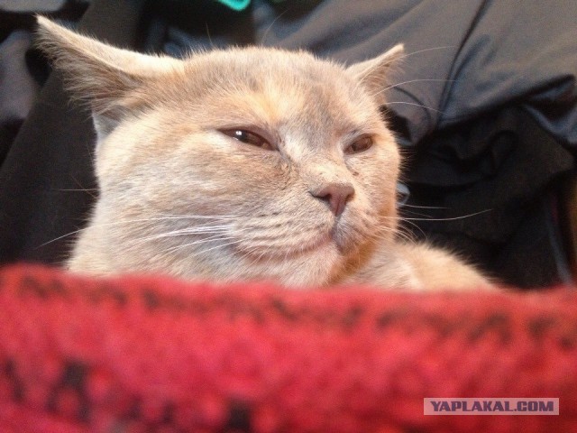 Котовторник 20.05.2014