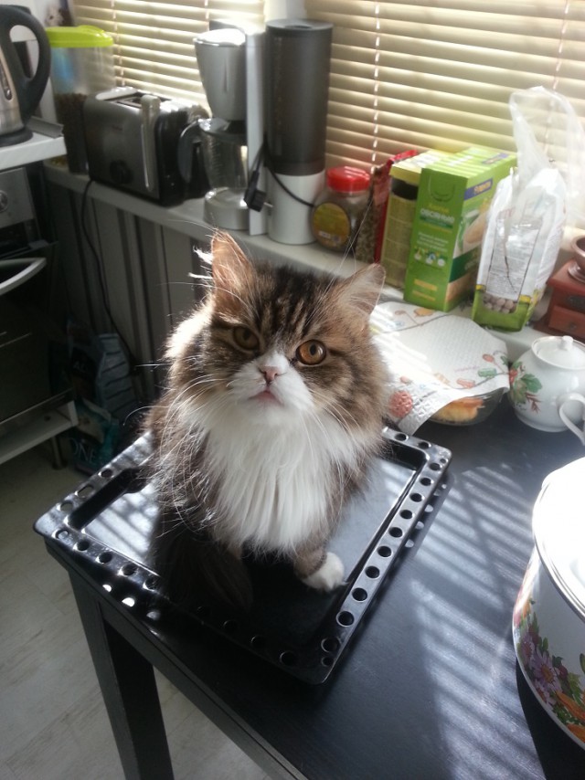 Котовторник 20.05.2014