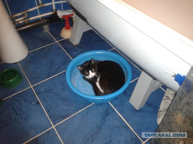 Котовторник 01.07.2014