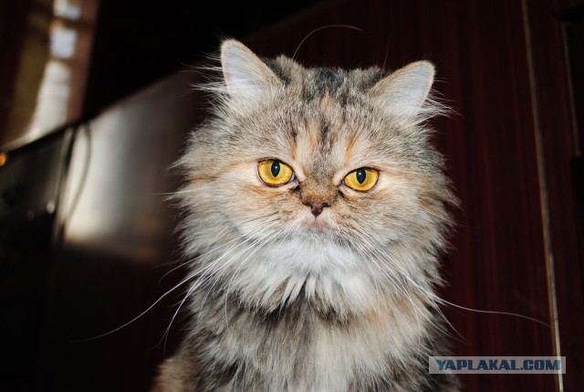 Котовторник 22.07.14