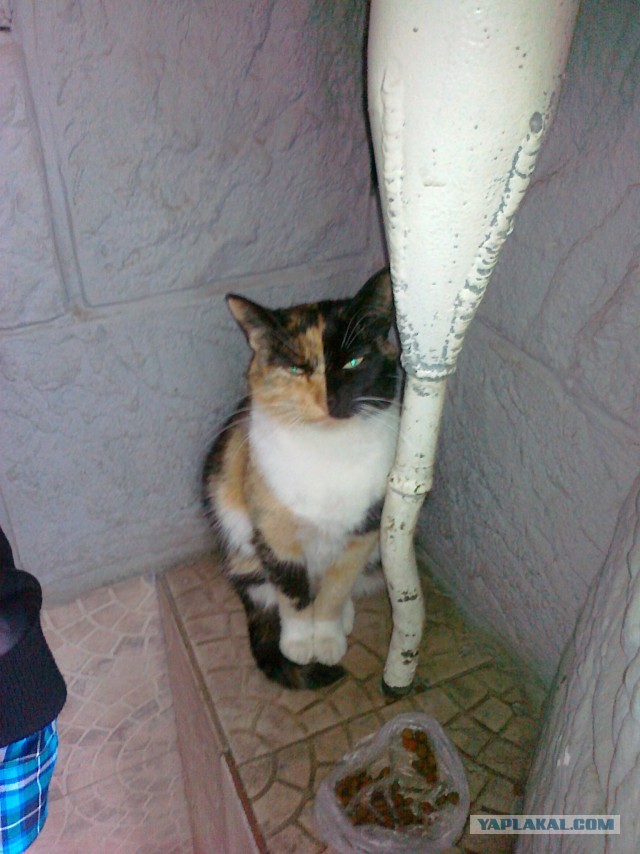 Животные ставшие знаменитыми из-за редкого окраса