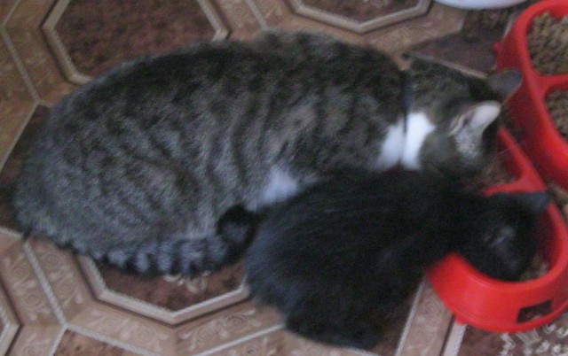 Котовторник 12.08.2014