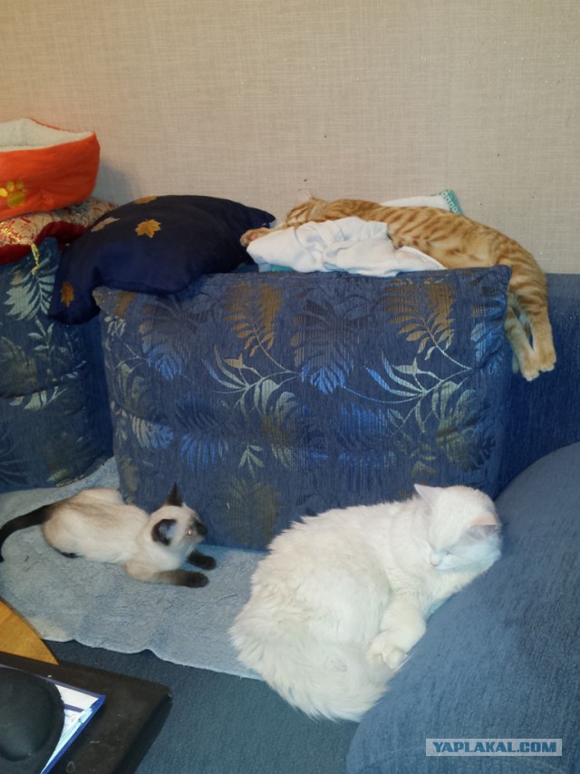 Котовторник 30.09.2014