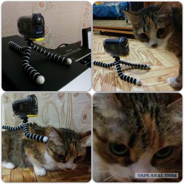 Котовторник 27.01.2015