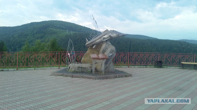 Котенок с улицы Лизюкова