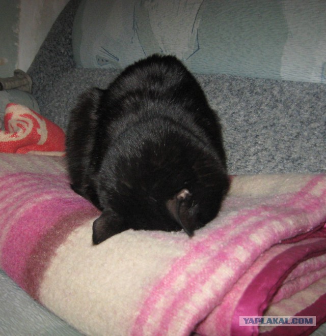 Котовторник