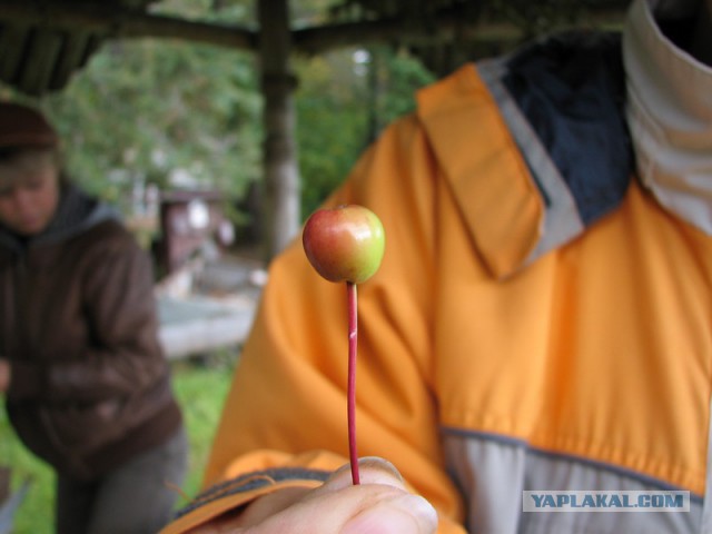 Дары Севера