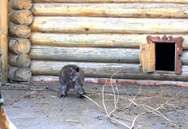 Как селяне на зверей смотреть ходили