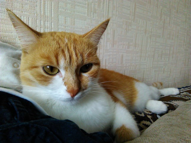 Котовторник 11.08.2015