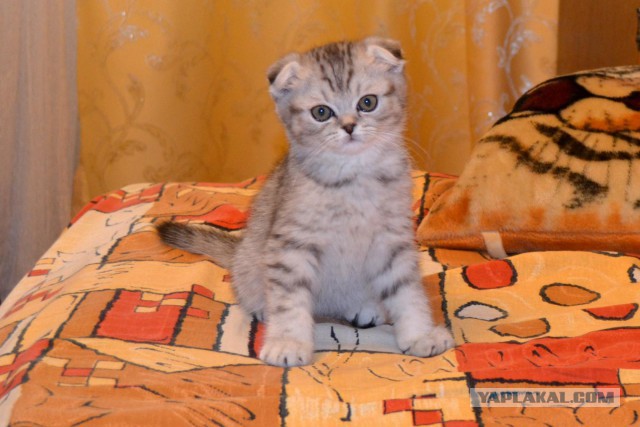 Котовторник 25.08.2015
