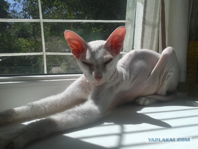 Котовторник