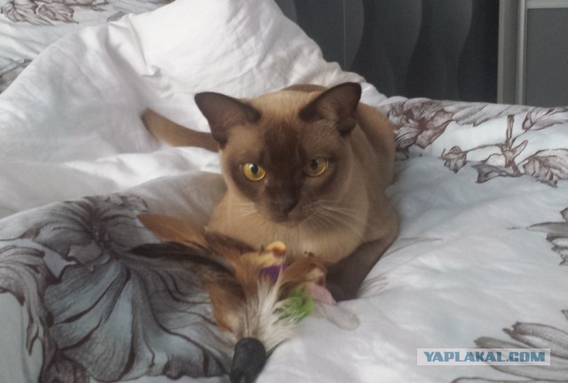 Котовторник наступил!:)