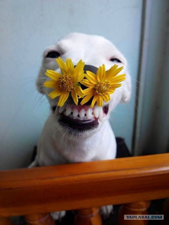 Фотоприколы