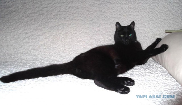 Пост невероятной кошачьей красоты. 25 фот.