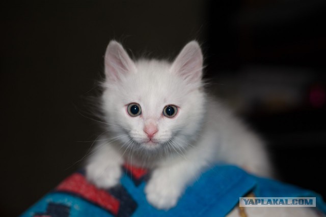 Котовторник 26.01.2016
