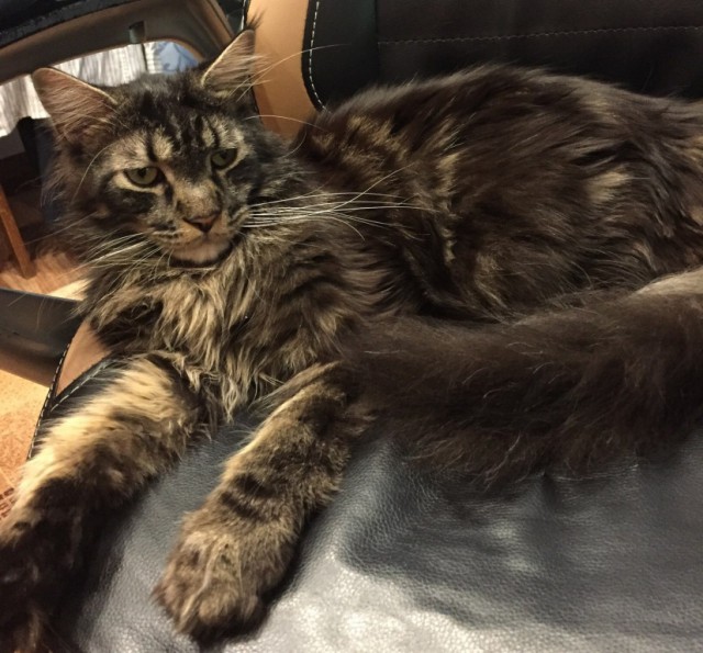 Котовторник 13.12.2016