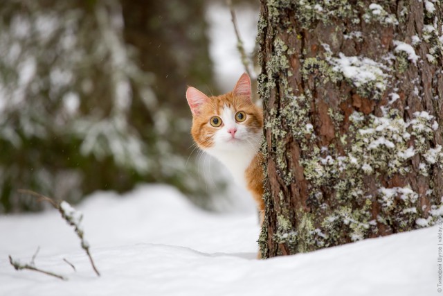 Жизнь рыжего кота, собаки