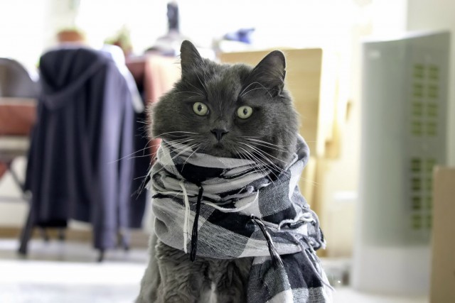 Коты и Кошки