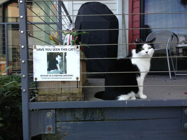 Коты и Кошки