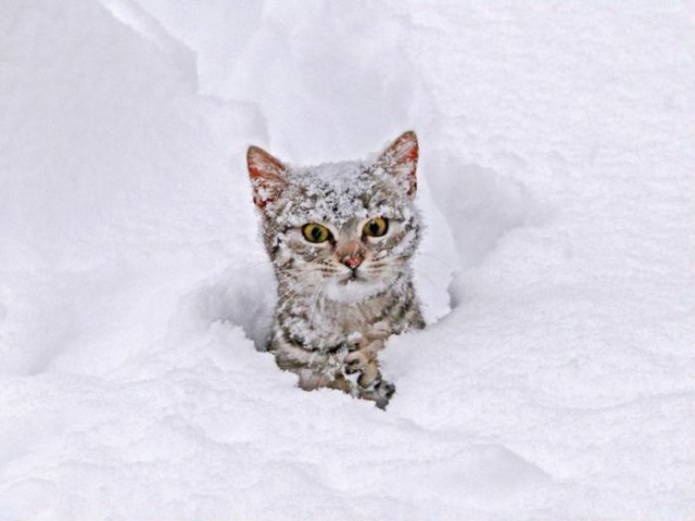 Коты и Кошки