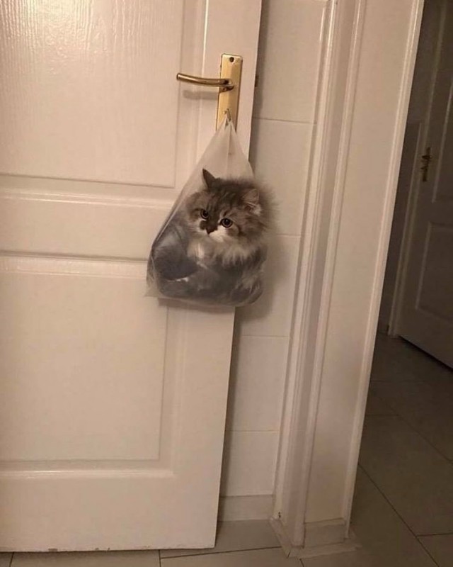 Коты и Кошки