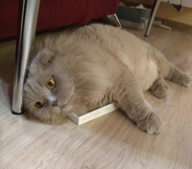 Коты и Кошки