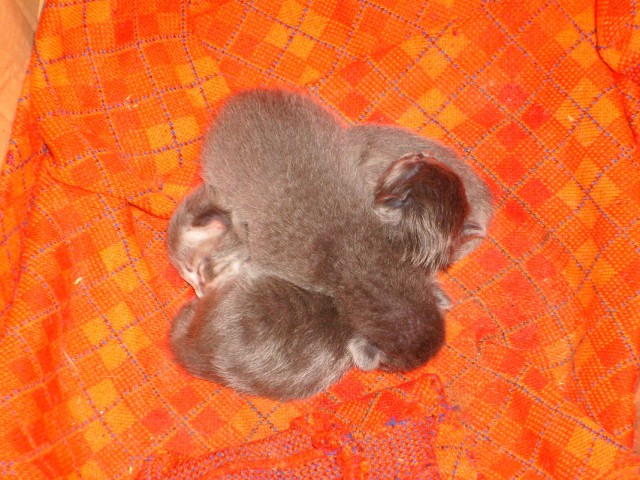 Коты и Кошки