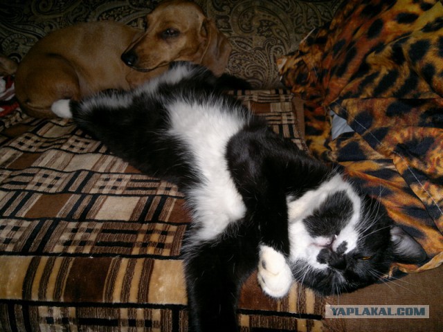 Котовторник