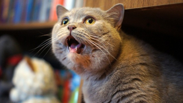 Котовторник!