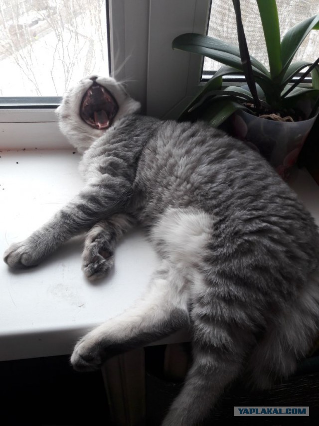 Котовторник!