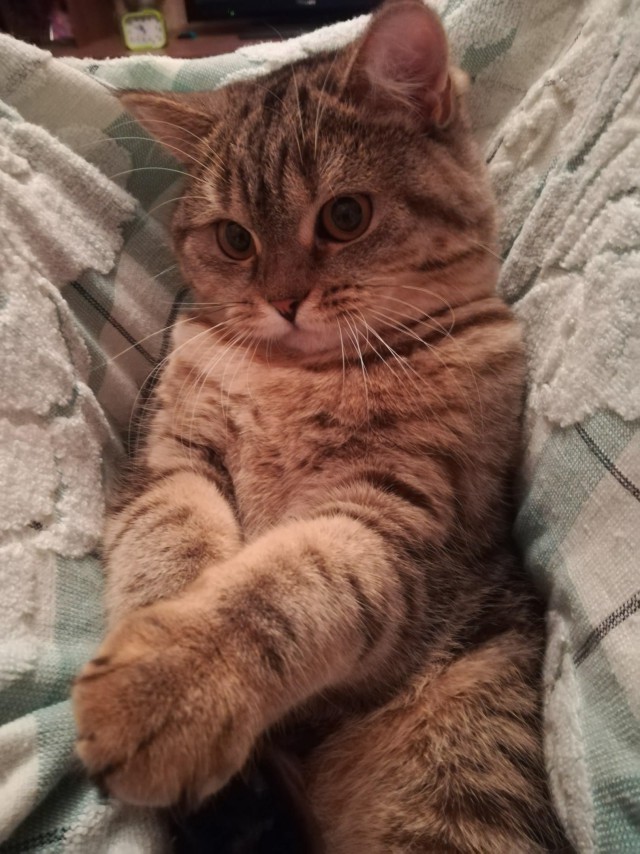 Прикольных котов пост