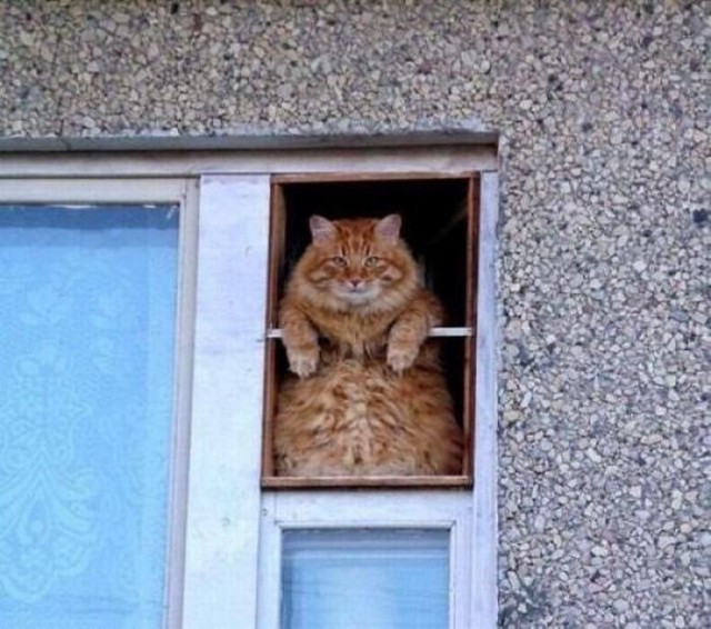 Прикольных котов пост